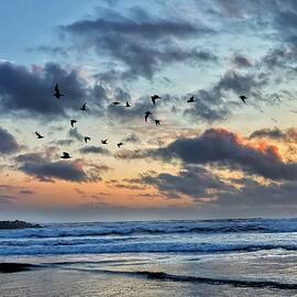 Seagulls Silhouette at Sunset by Jerry Abbott