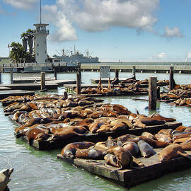 Sealions, California by Mark Llewellyn