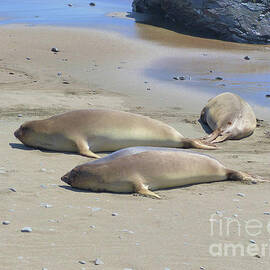 Seals at Rest by Connie Sloan