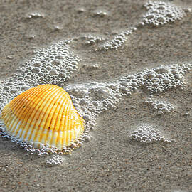 Seashell in the Receding Surf on the Cryatal Coast by Bob Decker