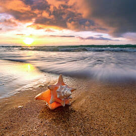 Seashell Rush by Sean Davey