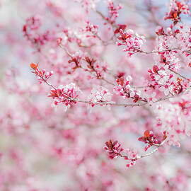 Seasonscape Blossom Cherry Abq NM B10f