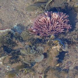 Seaweeds by Maryse Jansen