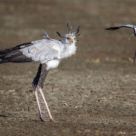 Secretarybird Being Dive-Bombed Tanzania Africa by Joan Carroll