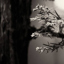Sepia Bonsai by Doug Wittrock