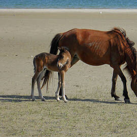 Shackleford Banks Foal