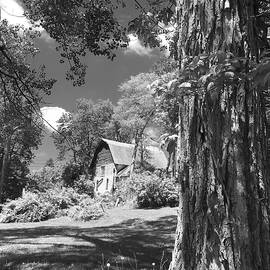 Shade Tree with a Barn by Mike McGlothlen