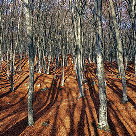 Shadows of the beech forest by Igor Klyakhin