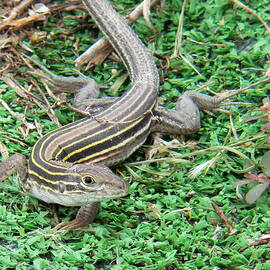 Shagging Skink by Ashley Mason