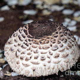 Shaggy Parasol Mushroom - Chlorophyllum brunneum by Elaine Teague