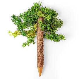 Shape of a Tree made of branch crayon and lichen  , ecological c by Dorin Puha