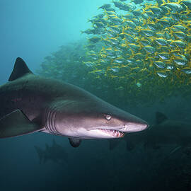 Shark Herder by Robert Smith
