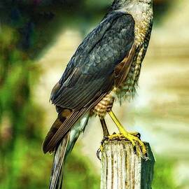 Sharp-shinned Hawk Posing by Cindy Treger