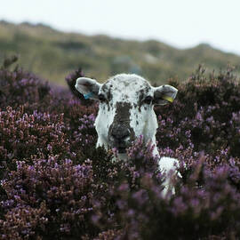 Sheep in Heather by James Dower