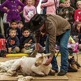 Sheep Shearing by Frank Barnitz