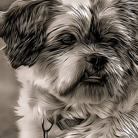 Shih Tzu Cuteness by Debra Kewley