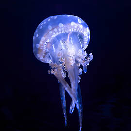 Shimmering Jellyfish by Mark Andrew Thomas