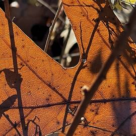 Shiny bronze oak leaf by Thomas Brewster