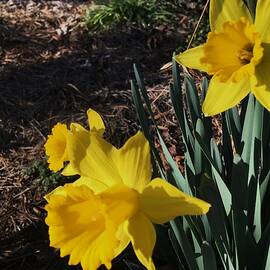 Shiny yellow daffodils by Thomas Brewster