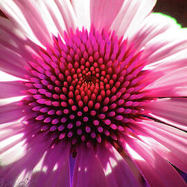 Shocking Pink Echinacea - Floral Macro - Nature Photography - Pink Flowers by Brooks Garten Hauschild