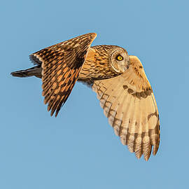 Short Eared Owl Flight #3 by Morris Finkelstein