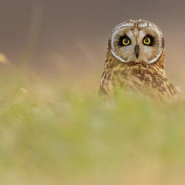 Short-Eared Owl Scouting from the Ground Cover