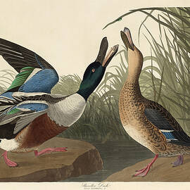 Shoveller Duck by Robert Havell