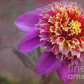 Show Off by Marilyn Cornwell