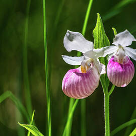 Showy Lady's Slipper Orchid by Greig's PhotoWorks