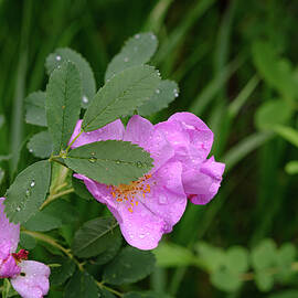 Shy Wild Rose with Raindrops by Mary Lee Dereske