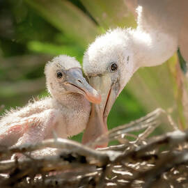 Sibling Roseate Spoonbills