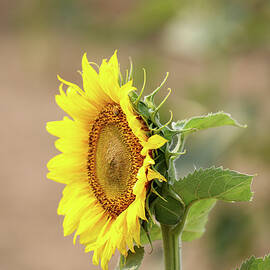 Sideview of a Sunflower  by Jeff Swan