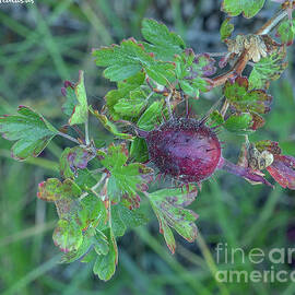 sierra gooseberry, El Dorado National Forest, California, U.S.A. by PROMedias US