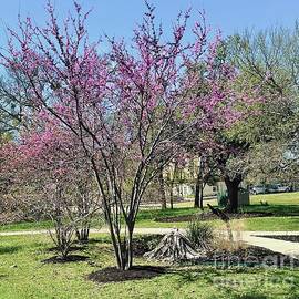 Sign of Spring-The Redbud Tree by Janette Boyd