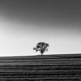 Silhouette of a Lone Tree in Black and White by Alexios Ntounas