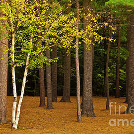 Silver Birch tree with autumn colours, New Englands