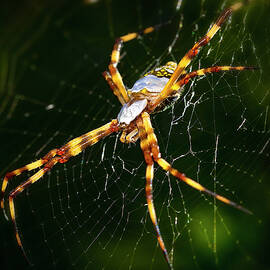 Silver Garden Spider by Mark Andrew Thomas