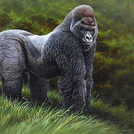 Silverback Gorilla by Alan M Hunt