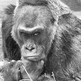 Silverback In Thought by Linda Goodman