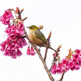 Silvereye with blossoms by Mark Camilleri