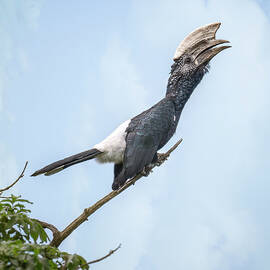 Silvery Cheeked Hornbill Tanzania Africa by Joan Carroll