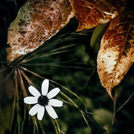 Simple Flower and Leaves by William Hunton