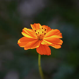 Simple Orange Flower by Lauri Novak