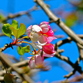 Single Cherry Blossom by Femina Photo Art By Maggie