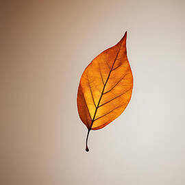 Single Leaf in Autumn Colors by Jeff Creation