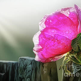 Single Pink Beach Rose by Robin Amaral