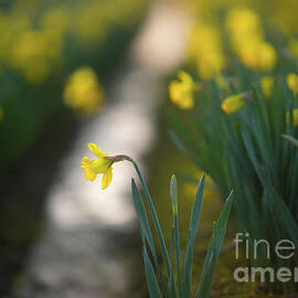 Signs of Spring Daffodils Evening Light by Mike Reid