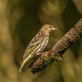 Siskin at the end of its Stick by Marv Vandehey