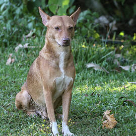 Sitting at Attention by Bill Rogers