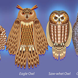 Six Owl Lineup at Night by Tim Phelps